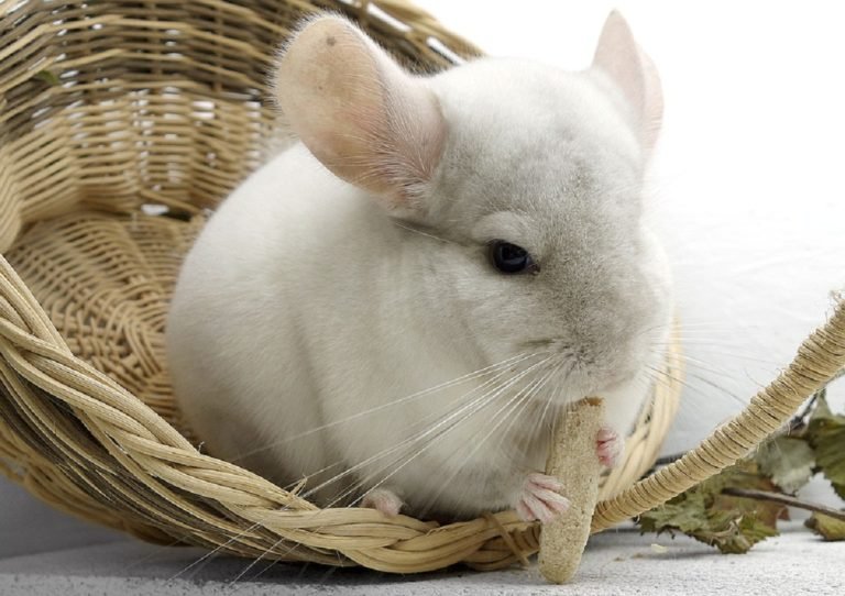 Complete Care guide for your chinchillas
