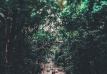 Why must you hire a professional for tinting your car?