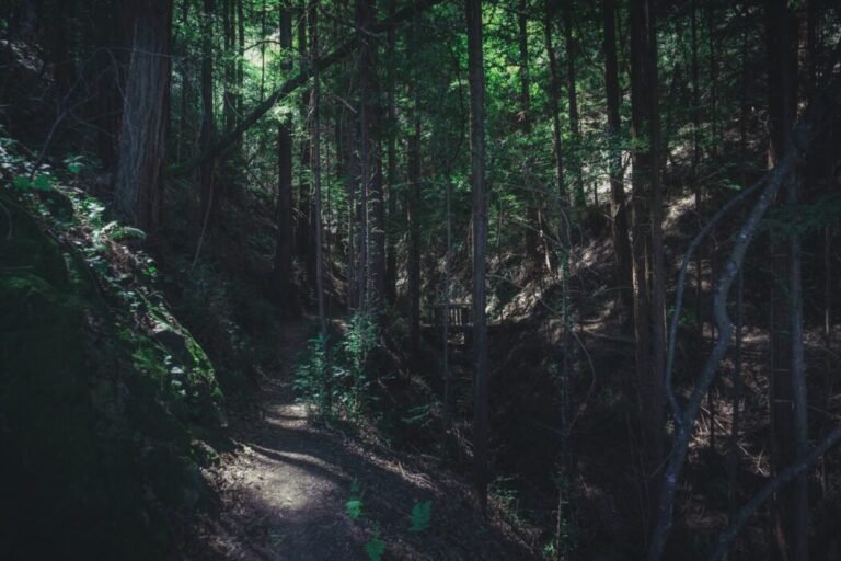 Going For a Jungle Trek? Be Prepared for These 3 Worst Scenarios