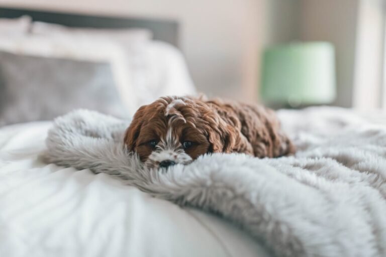 Top Tips For Finding The Best Small Dog Beds For Your Precious Pup