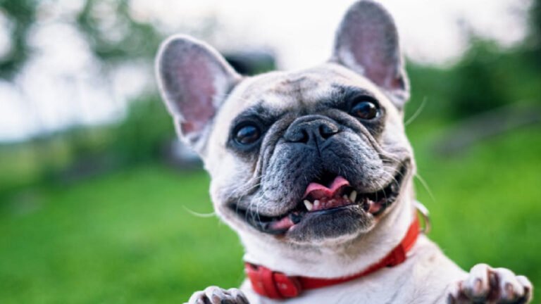 How to help your pet settle into a new home