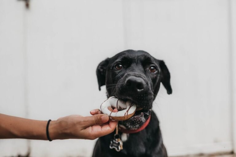 Should Dogs Eat Gluten?
