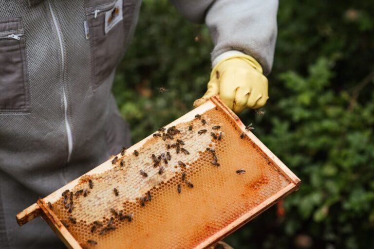 A Guide for All Honey Business Startups